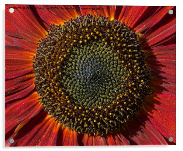 Single Sun flower Acrylic by Pete Hemington