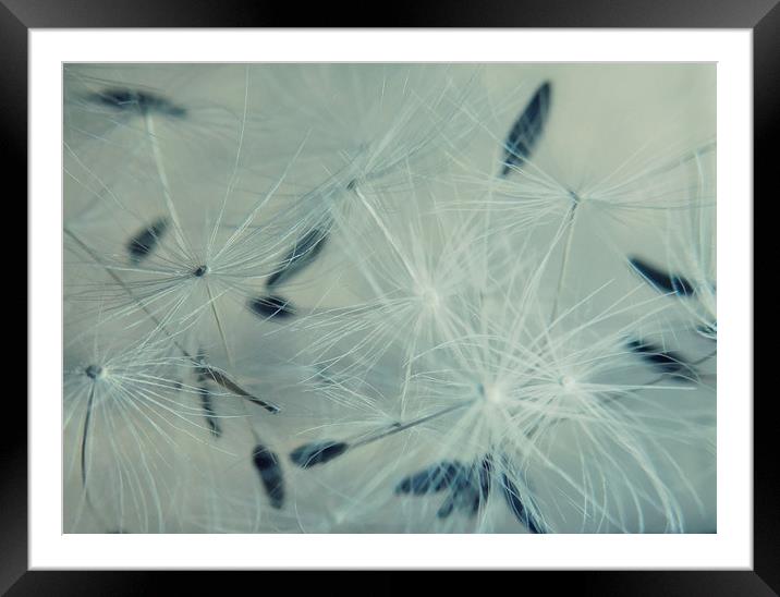 wishes and dreams Framed Mounted Print by Heather Newton
