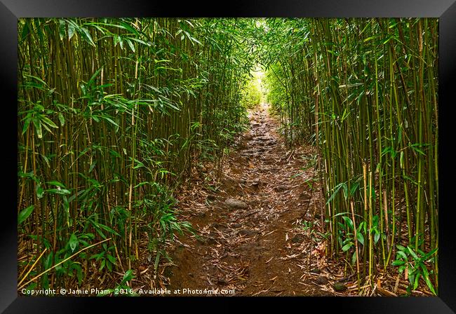 The magical bamboo forest of Maui  Framed Print by Jamie Pham