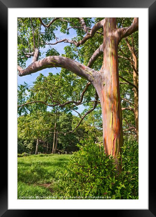 The colorful and magical Rainbow Eucalyptus tree Framed Mounted Print by Jamie Pham