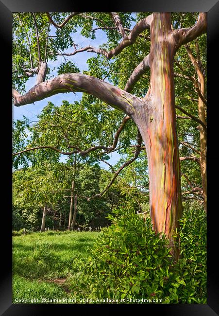 The colorful and magical Rainbow Eucalyptus tree Framed Print by Jamie Pham