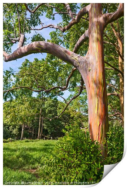 The colorful and magical Rainbow Eucalyptus tree Print by Jamie Pham