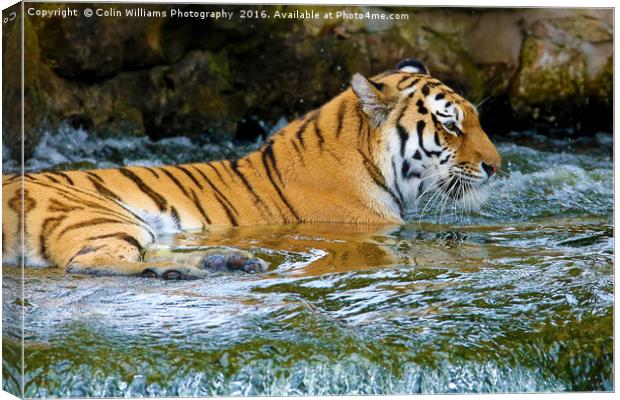 The Eye Of The Tiger - 2 Canvas Print by Colin Williams Photography