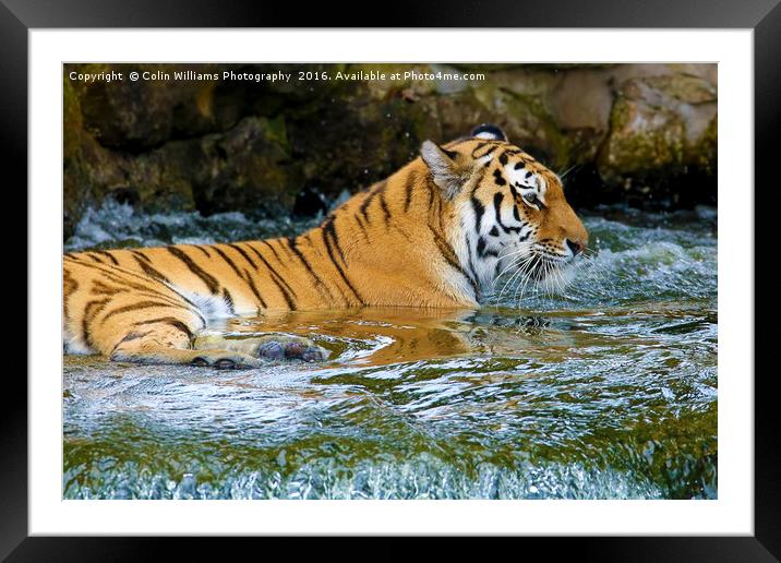 The Eye Of The Tiger - 2 Framed Mounted Print by Colin Williams Photography