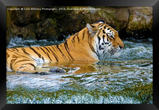 The Eye Of The Tiger - 2 Framed Print by Colin Williams Photography