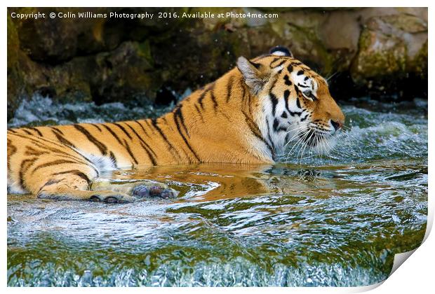 The Eye Of The Tiger - 2 Print by Colin Williams Photography