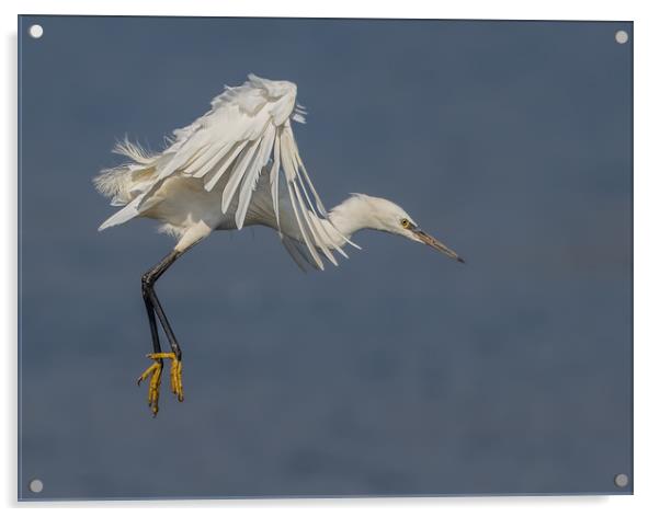 Little Egret Acrylic by Don Davis