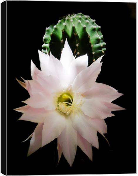 Flower of cactus Canvas Print by Igor Krylov