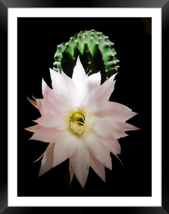 Flower of cactus Framed Mounted Print by Igor Krylov