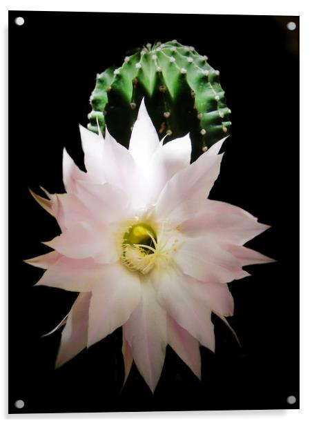 Flower of cactus Acrylic by Igor Krylov
