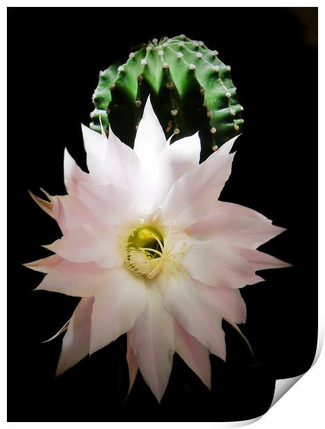 Flower of cactus Print by Igor Krylov