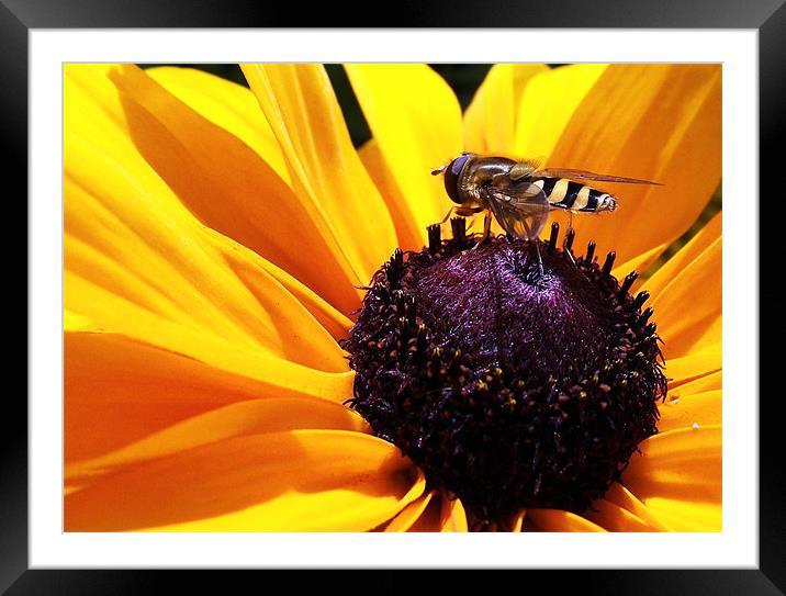 Hoverfly on flower Framed Mounted Print by Donna Collett