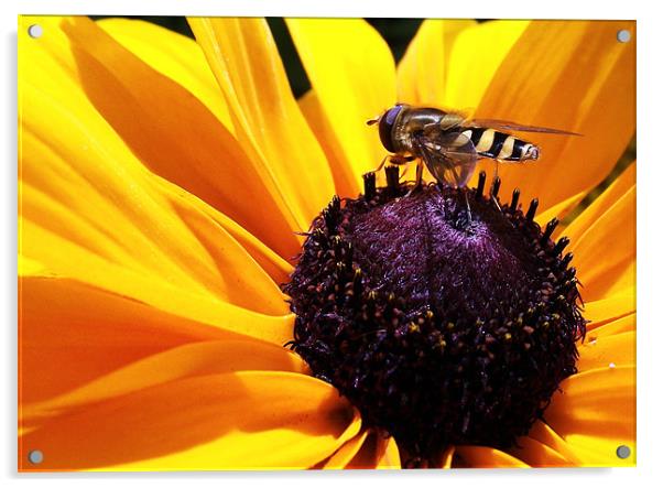 Hoverfly on flower Acrylic by Donna Collett