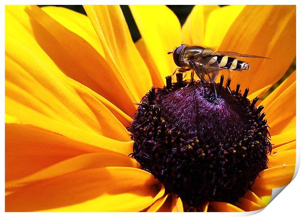 Hoverfly on flower Print by Donna Collett