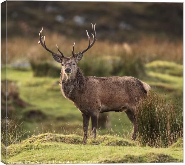 Highland Red deer Stag profile Canvas Print by Tom Dolezal