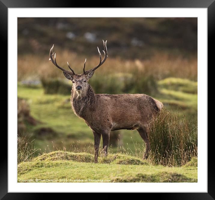 Highland Red deer Stag profile Framed Mounted Print by Tom Dolezal
