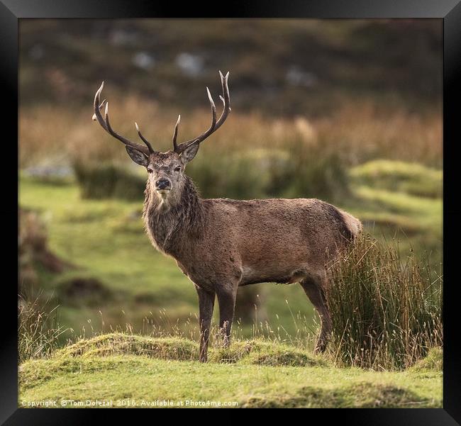 Highland Red deer Stag profile Framed Print by Tom Dolezal