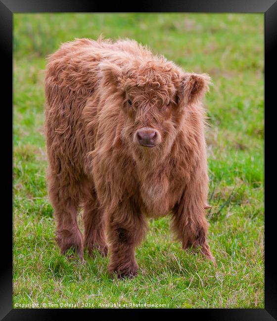 Cute Highland calf Framed Print by Tom Dolezal