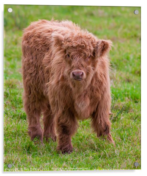 Cute Highland calf Acrylic by Tom Dolezal