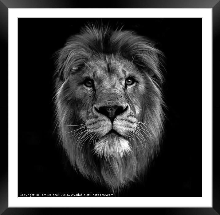 Monochrome Lion face Framed Mounted Print by Tom Dolezal