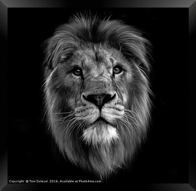 Monochrome Lion face Framed Print by Tom Dolezal