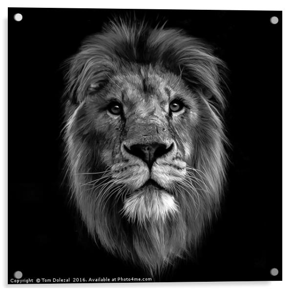 Monochrome Lion face Acrylic by Tom Dolezal