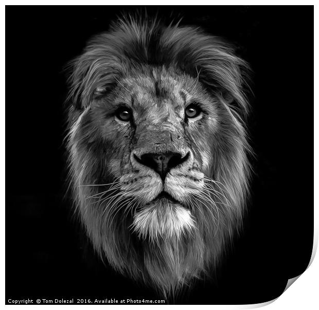 Monochrome Lion face Print by Tom Dolezal