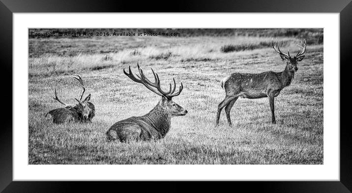 The Boys. Framed Mounted Print by Angela Aird