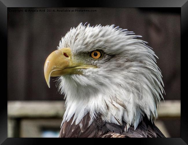 Bald Eagle. Framed Print by Angela Aird