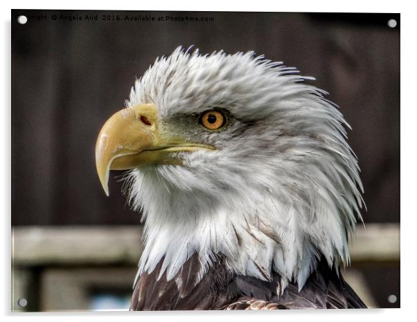 Bald Eagle. Acrylic by Angela Aird