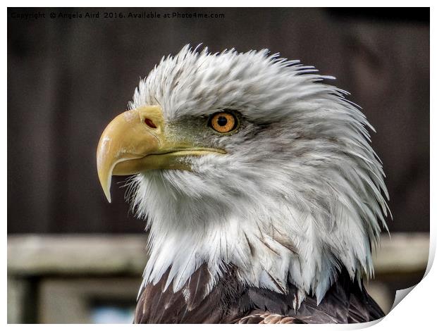 Bald Eagle. Print by Angela Aird