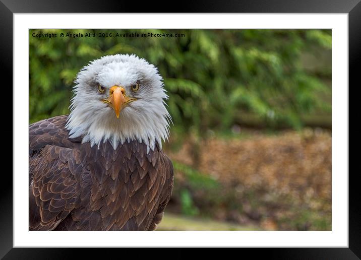 Eagle Portrait. Framed Mounted Print by Angela Aird