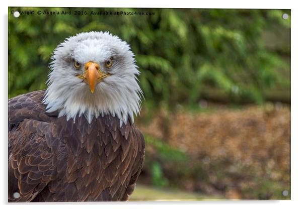 Eagle Portrait. Acrylic by Angela Aird