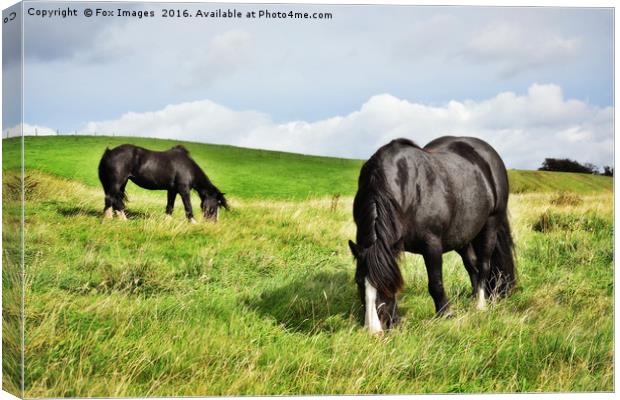 Horses on a hill Canvas Print by Derrick Fox Lomax