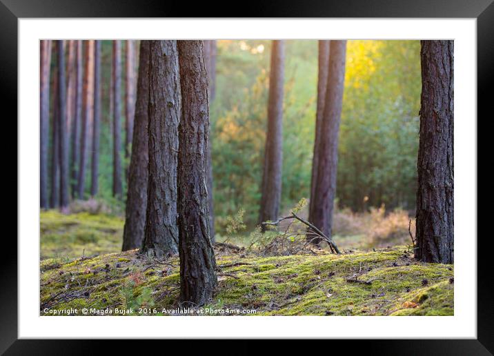 Pine forest in the evening light Framed Mounted Print by Magdalena Bujak