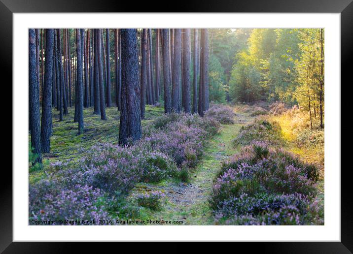 Woodland with heather at sunset Framed Mounted Print by Magdalena Bujak