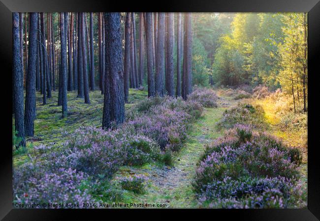 Woodland with heather at sunset Framed Print by Magdalena Bujak