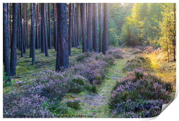 Woodland with heather at sunset Print by Magdalena Bujak