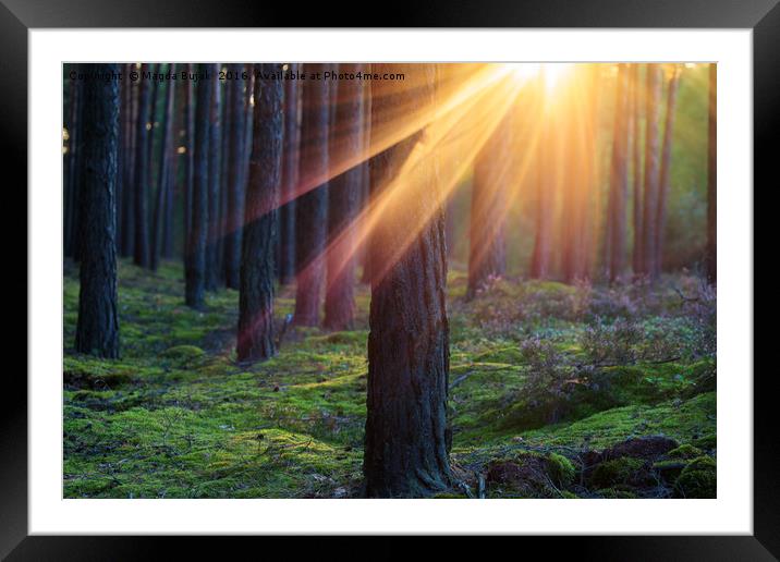Sunset in the forest Framed Mounted Print by Magdalena Bujak