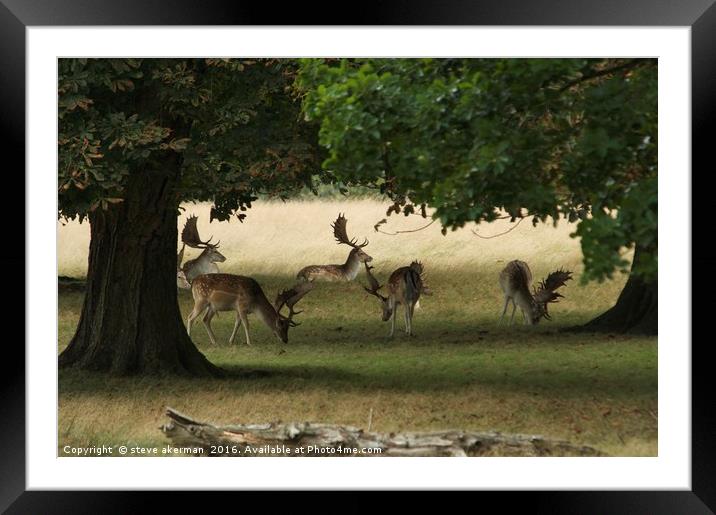 Grazing Deer Framed Mounted Print by steve akerman