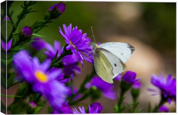 Butterfly on a blue flower. Canvas Print by Sergey Fedoskin