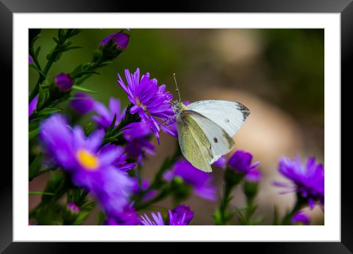 Butterfly on a blue flower. Framed Mounted Print by Sergey Fedoskin