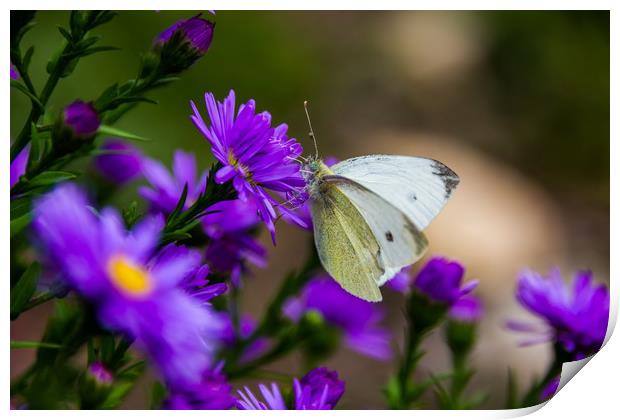 Butterfly on a blue flower. Print by Sergey Fedoskin