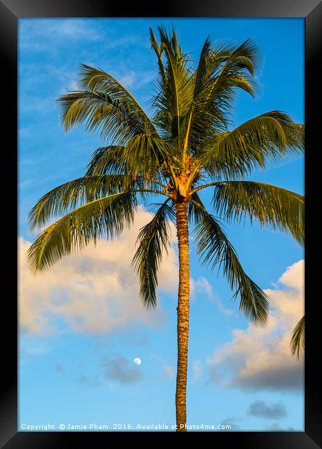 Beautiful coconut palm trees found on Maui, Hawaii Framed Print by Jamie Pham