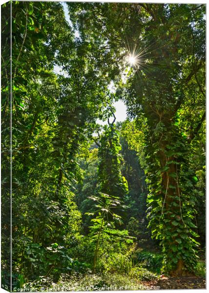 The jungles found along the Road to Hana in Maui,  Canvas Print by Jamie Pham