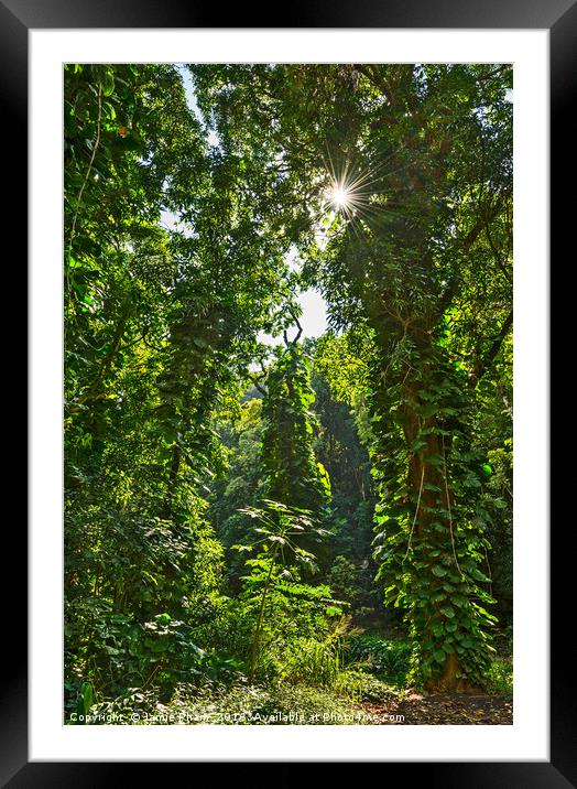 The jungles found along the Road to Hana in Maui,  Framed Mounted Print by Jamie Pham