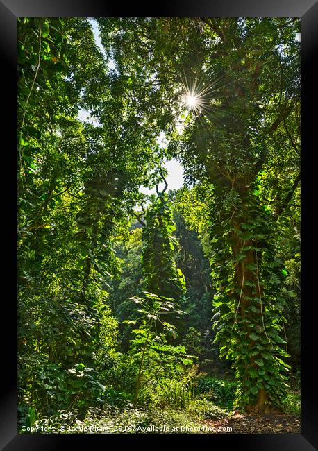 The jungles found along the Road to Hana in Maui,  Framed Print by Jamie Pham
