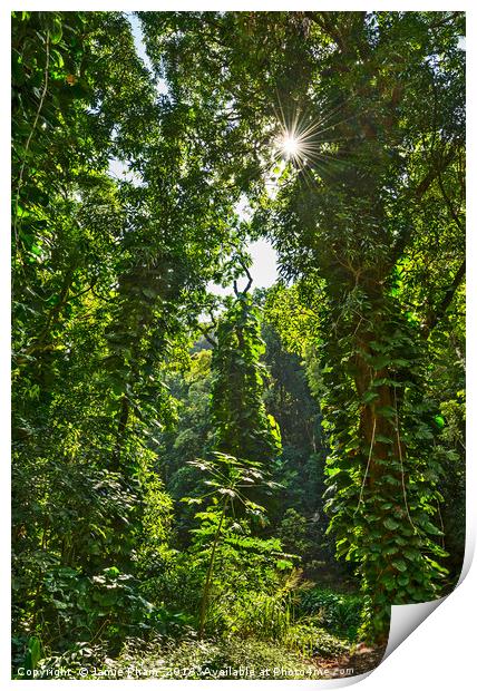 The jungles found along the Road to Hana in Maui,  Print by Jamie Pham