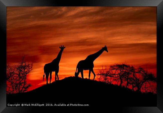 Giraffe Silhouette  Framed Print by Mark McElligott