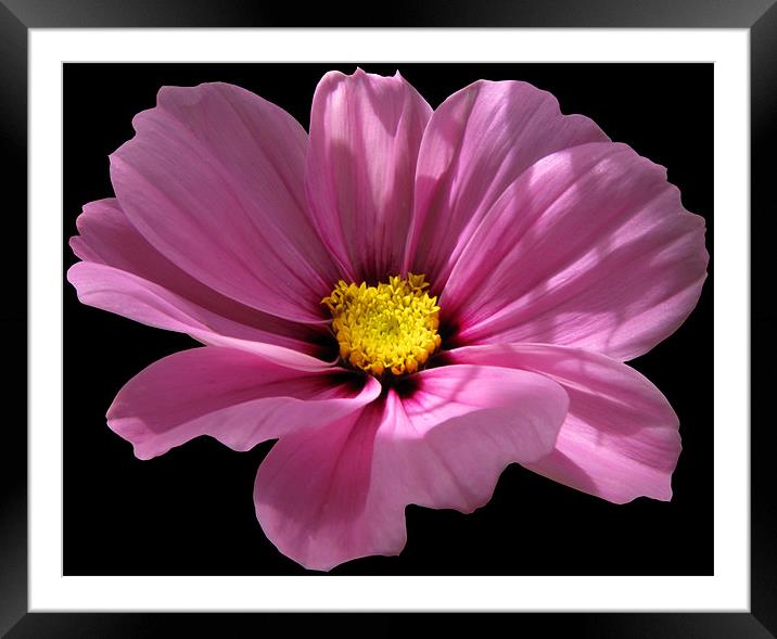 Pink Cosmos on Black Framed Mounted Print by Jacqi Elmslie